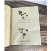 Image 10 : Victorian Botanist Herbarium Specimen Book