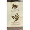 Image 21 : Victorian Botanist Herbarium Specimen Book