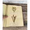 Image 23 : Victorian Botanist Herbarium Specimen Book