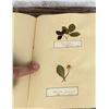 Image 24 : Victorian Botanist Herbarium Specimen Book