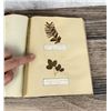 Image 63 : Victorian Botanist Herbarium Specimen Book