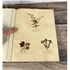 Image 68 : Victorian Botanist Herbarium Specimen Book