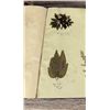 Image 69 : Victorian Botanist Herbarium Specimen Book