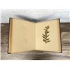 Image 10 : Victorian Botanist Herbarium Specimen Book