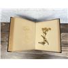 Image 15 : Victorian Botanist Herbarium Specimen Book