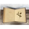 Image 18 : Victorian Botanist Herbarium Specimen Book