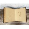 Image 20 : Victorian Botanist Herbarium Specimen Book