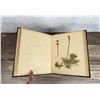 Image 12 : Victorian Botanist Herbarium Specimen Book