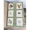 Image 22 : Victorian Botanist Algae Herbarium Specimen Book
