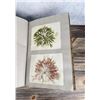 Image 30 : Victorian Botanist Algae Herbarium Specimen Book