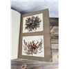 Image 31 : Victorian Botanist Algae Herbarium Specimen Book