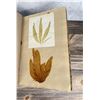 Image 32 : Victorian Botanist Algae Herbarium Specimen Book