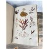 Image 35 : Victorian Botanist Algae Herbarium Specimen Book