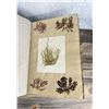 Image 38 : Victorian Botanist Algae Herbarium Specimen Book