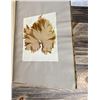 Image 40 : Victorian Botanist Algae Herbarium Specimen Book