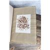 Image 41 : Victorian Botanist Algae Herbarium Specimen Book