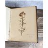 Image 5 : Victorian Botanist Herbarium Specimen Book