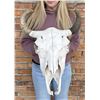 Image 1 : Montana Taxidermy Buffalo Skull