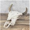 Image 2 : Montana Taxidermy Buffalo Skull