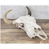 Image 3 : Montana Taxidermy Buffalo Skull