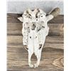 Image 4 : Montana Taxidermy Buffalo Skull