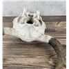 Image 5 : Montana Taxidermy Buffalo Skull