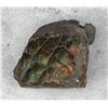 Image 2 : Canadian Dragon Scale Ammolite Fossils