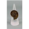 Image 1 : Sterling Silver Fossil Ammonite Ring