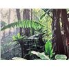 Image 3 : Rainforest Realm by William Mason