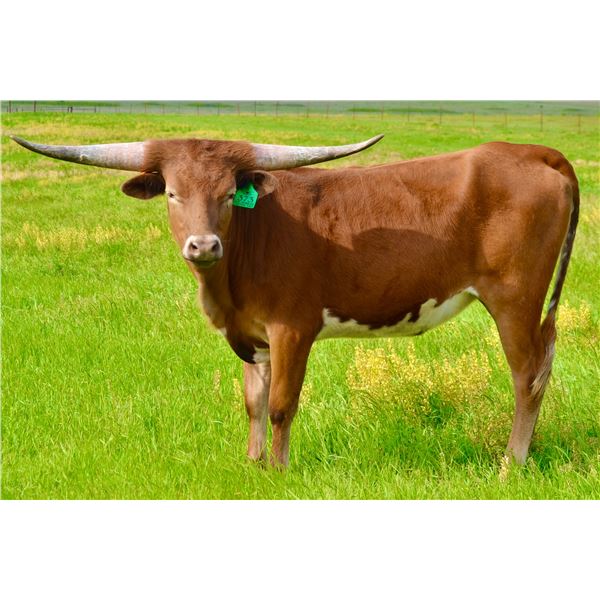 GLR MONIKAS CACTUS GAL