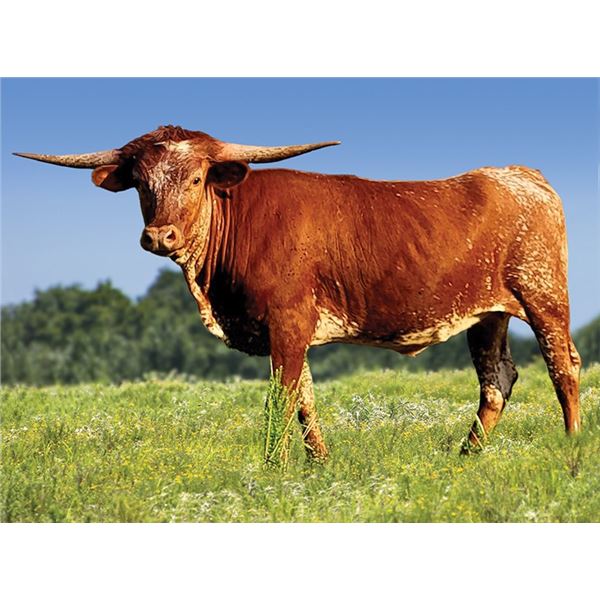 Omaha's Best Cowgirl HCL