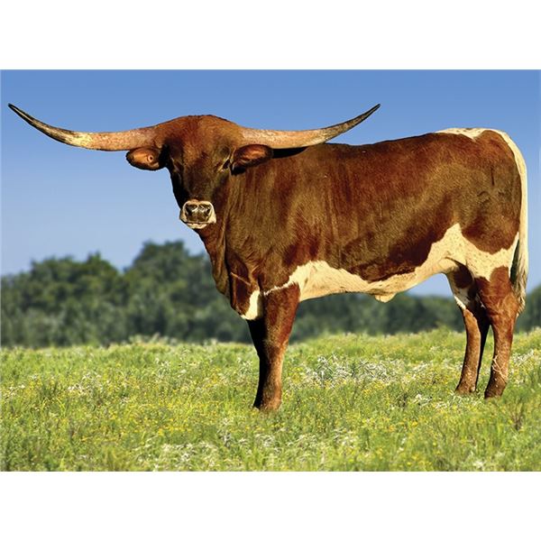 M7 Rose’s Valentine