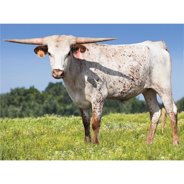 RJF REBEL'S LADY LOVE 302