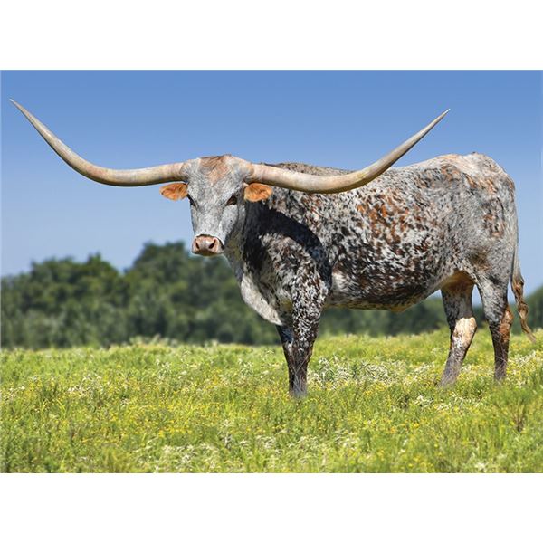 HELM Summer Pearl 818