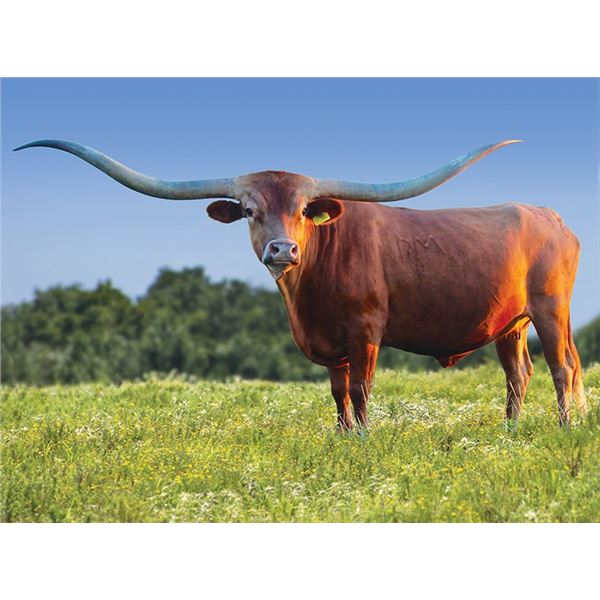 RM Magnum Jubilee 936