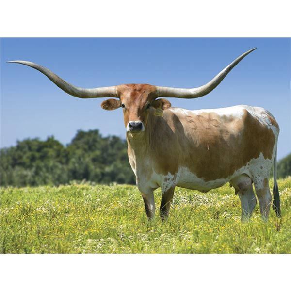 HBR Fantom Safari Chex