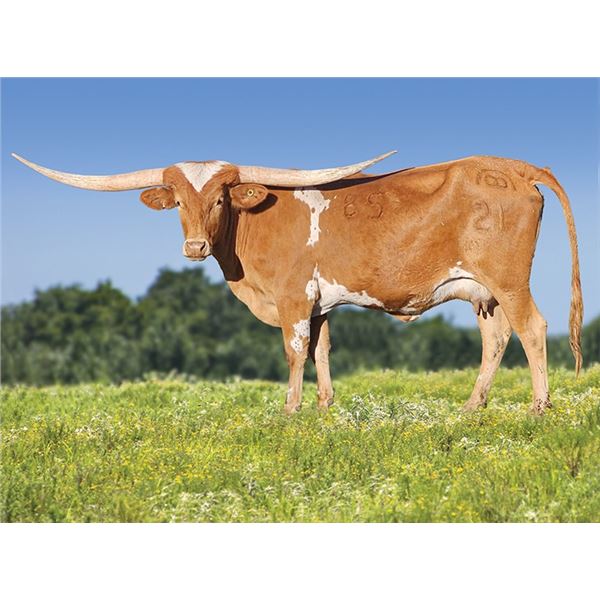 SH Lucky Maiden 85/21