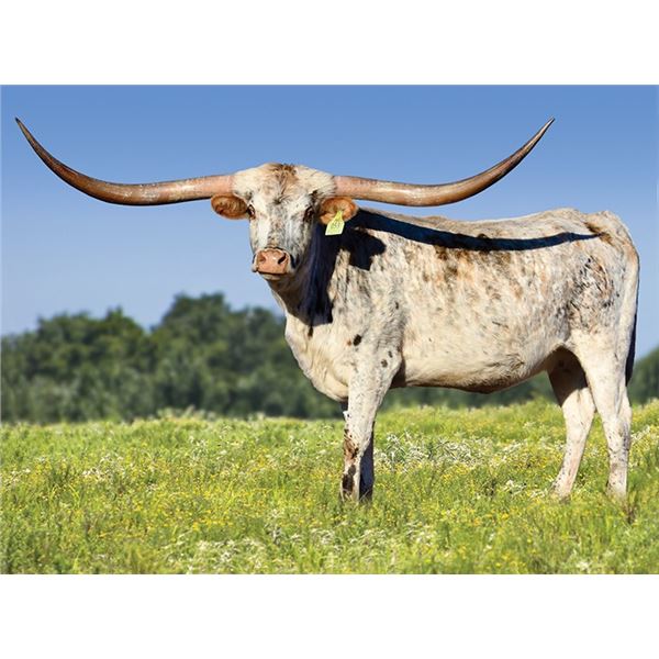 GLR ROYAL FLOWER GAL