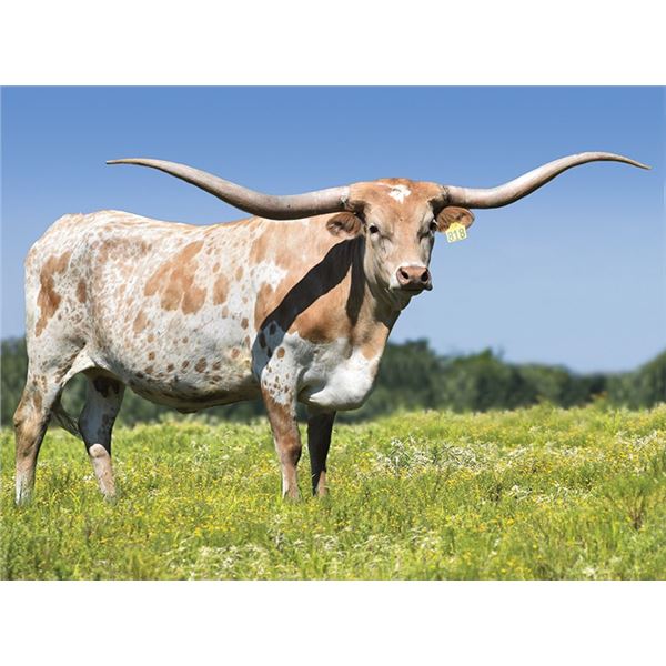 RJF MERCIFUL DIVA TAG 818