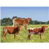 Image 1 : ATR Rose Gold Confetti Embryo Heifers