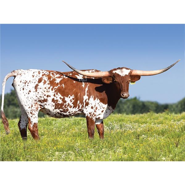 Brazos Foxy Eva 27/22