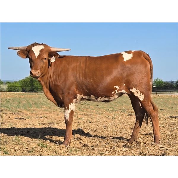 Donation: WL Spirit of Gordon