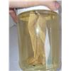 Image 3 : First Aid Kits?