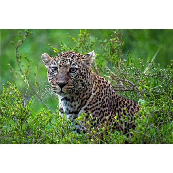 Original African Safari photo