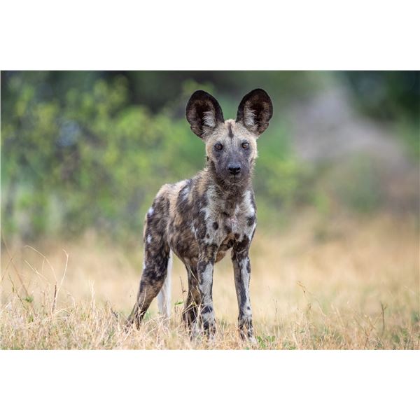 Original African Safari photo