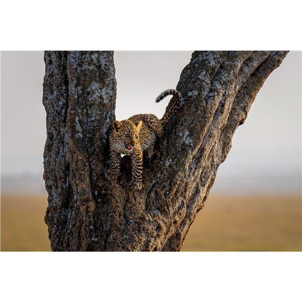Original African Safari photo