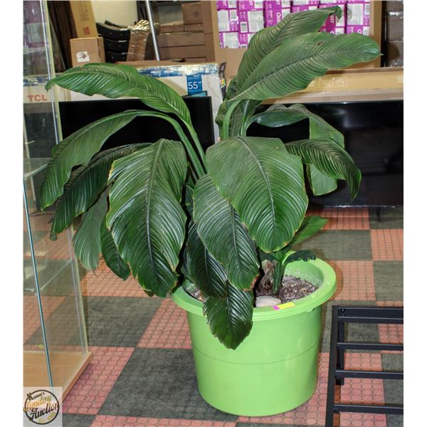 LARGE HOUSE PLANT