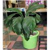 Image 1 : LARGE HOUSE PLANT