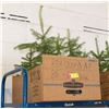 FLAT OF SPRUCE TREES APPROX 12" HIGH