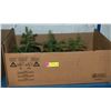 FLAT OF SPRUCE TREES APPROX 6" HIGH